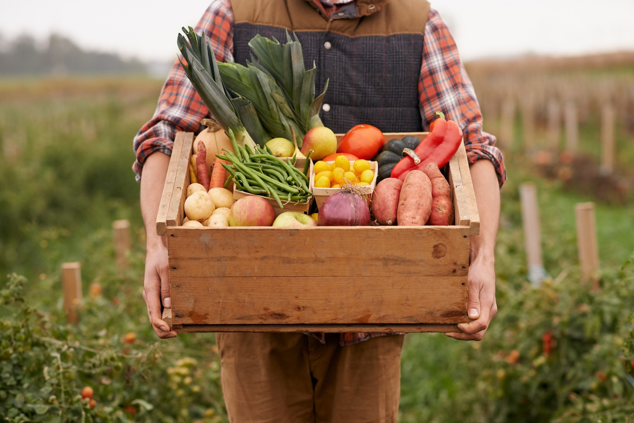 Сельскохозяйственная продукция. Сельское хозяйство фрукты деньги. Сельское хозяйство фрукты деньги человек. Залог высокого и качественного урожая. Продукты земли.